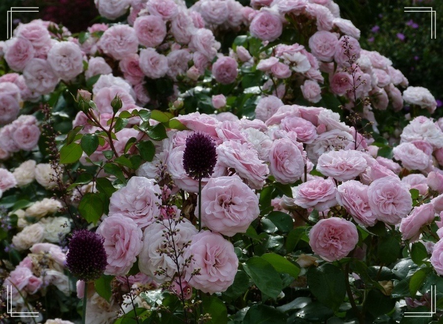 Mariatheressia róża rabatowa